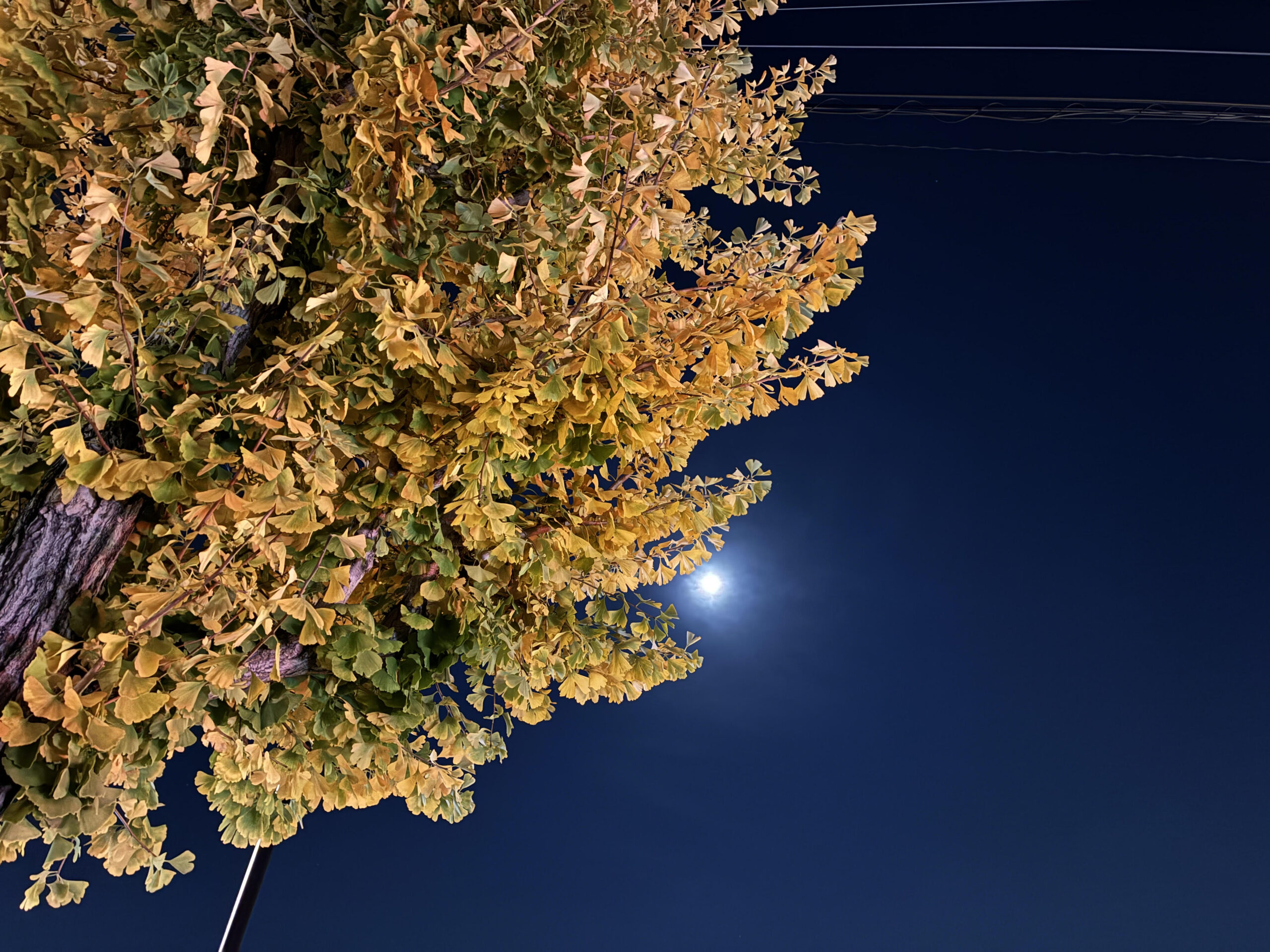 更新をさぼっている間に季節が巡って、あっという間に晩秋も終わり