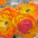 ラナンキュラスの花