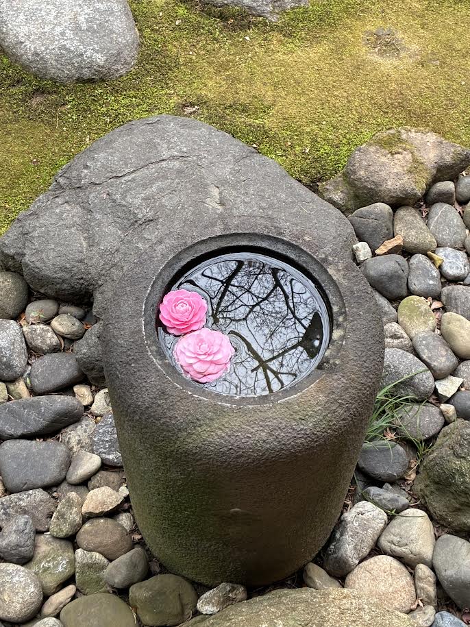 ピンクの椿が水に浮かんでいる