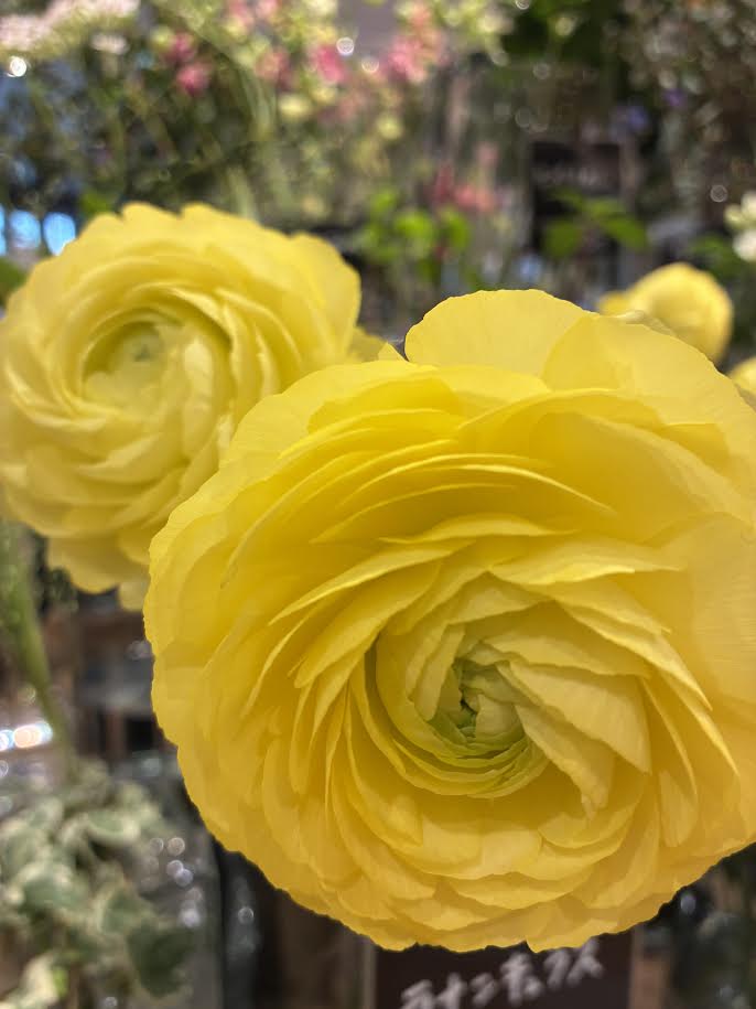 黄色いラナンキュラス