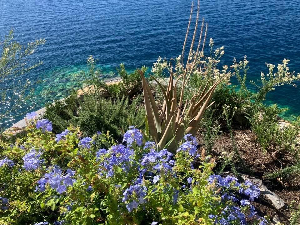 青い海と青い空と青い花