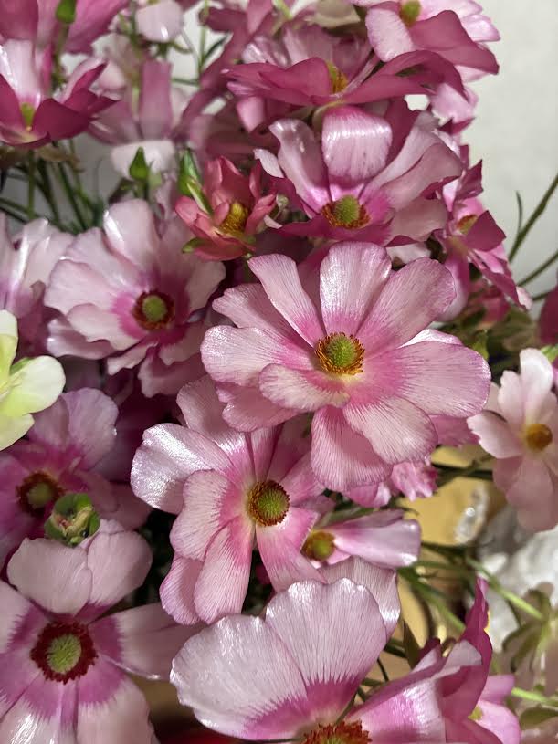 ラナンキュラスラックスの花