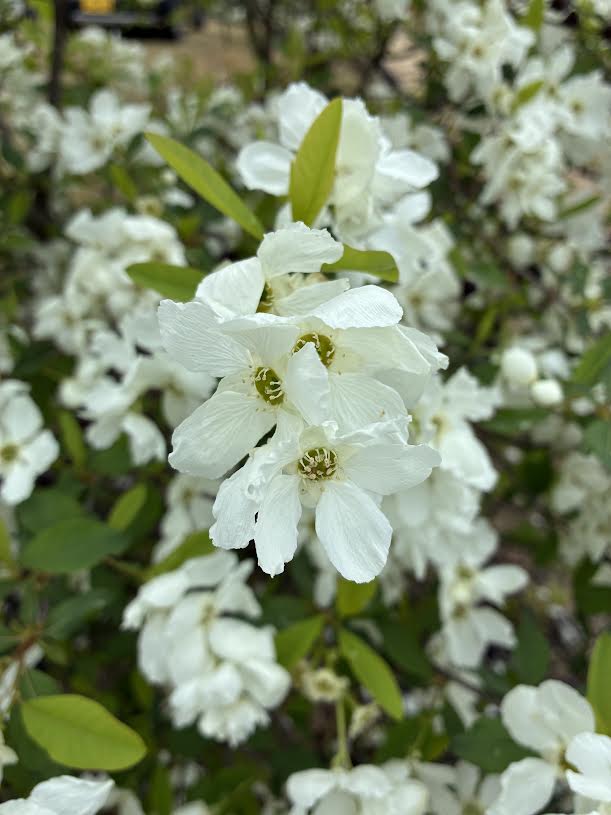 リキュウバイの花