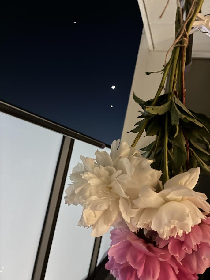 ドライフラワーにしている芍薬