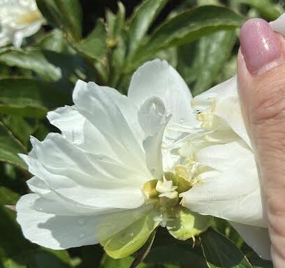 花を摘んでいる手元