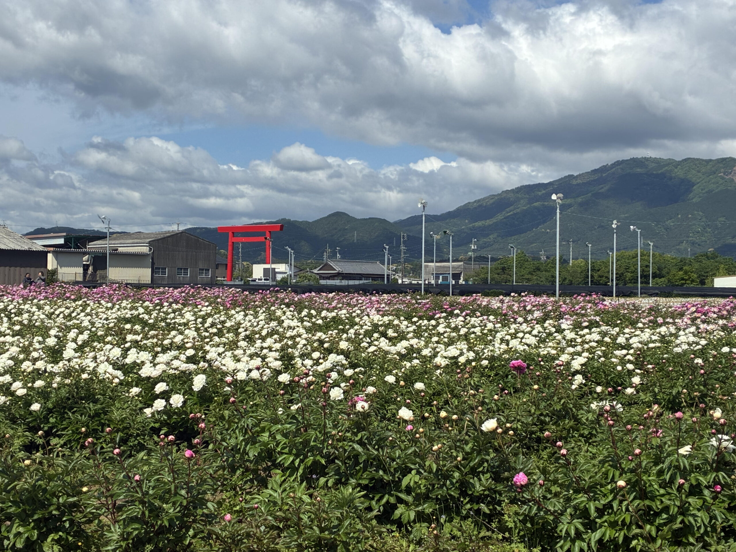 芍薬畑