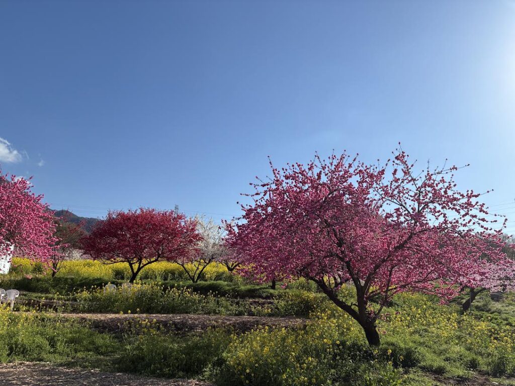山梨の桃の花