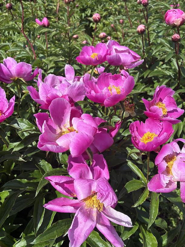 和しゃくと呼ばれる一重の花